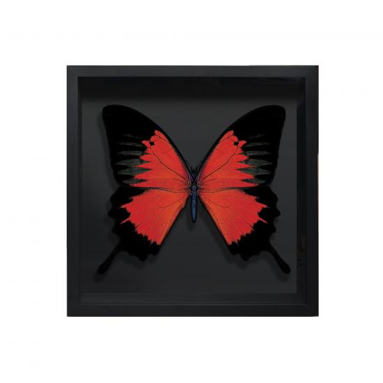 BORBOLETA VERMELHA I BOX PRETO P