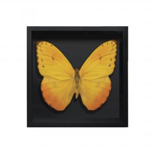 BORBOLETA AMARELA IV BOX PRETO P