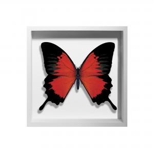 BORBOLETA VERMELHA I BOX BRANCO P