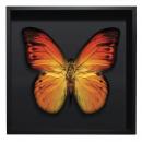 BORBOLETA AMARELA II  BOX PRETO G 1