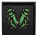BORBOLETA VERDE III BOX PRETO G 1